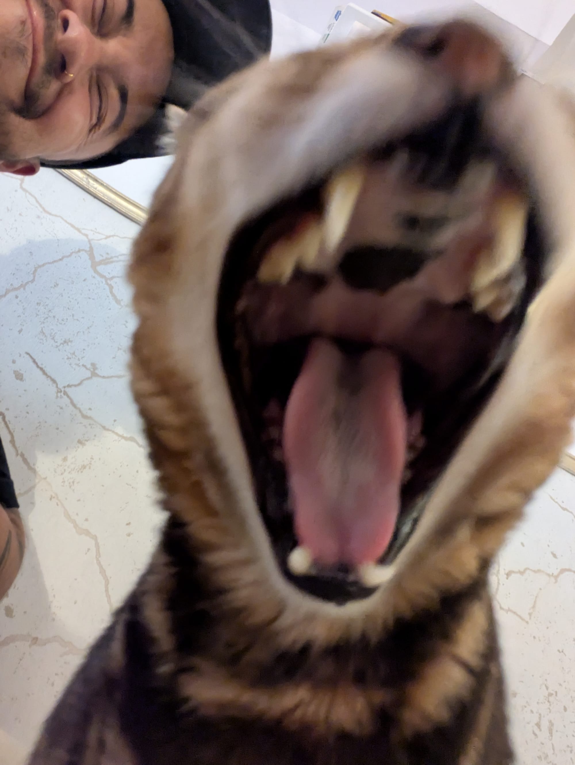 Chakra's vol kattenharen