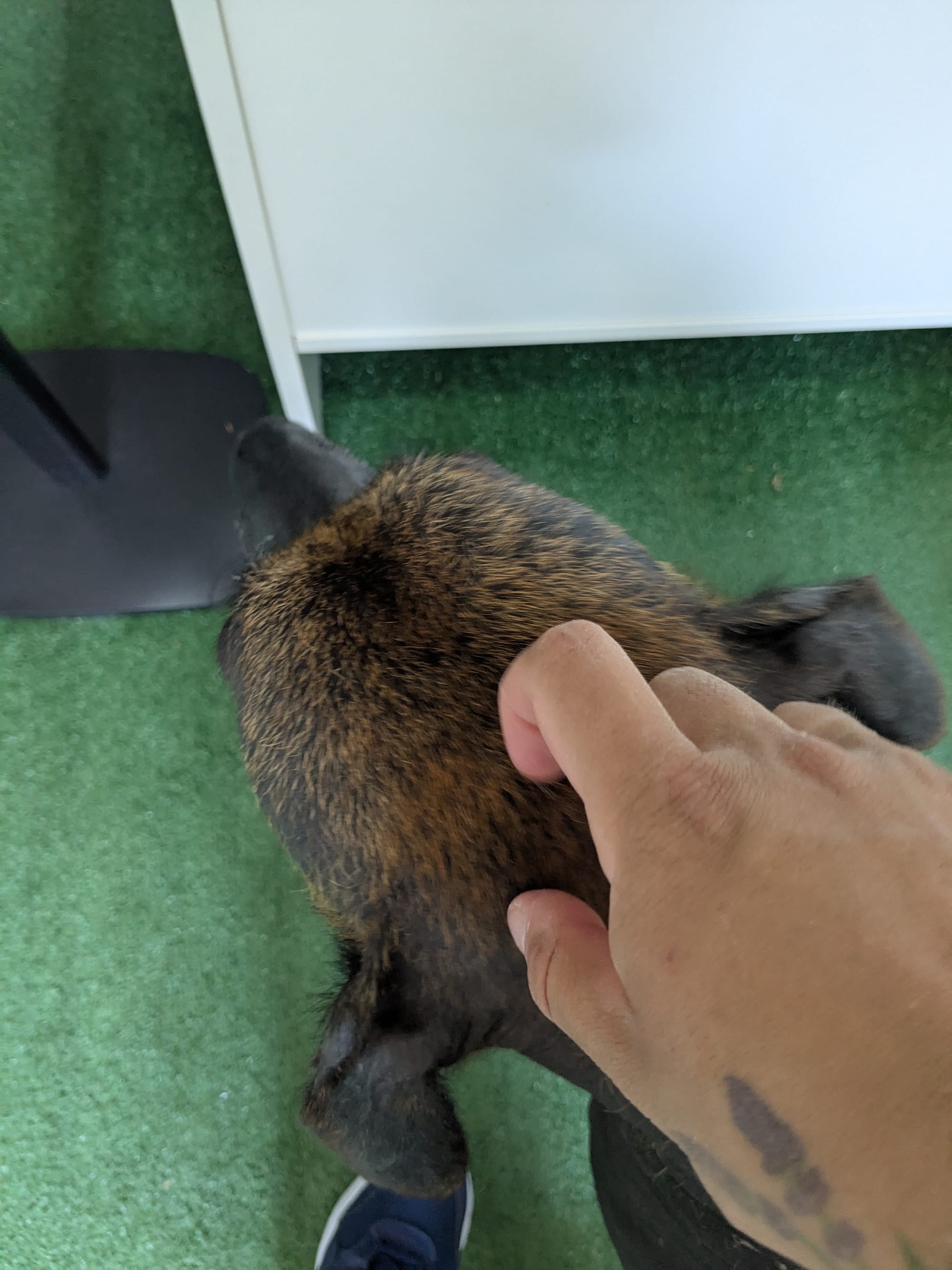 Chakra's vol kattenharen